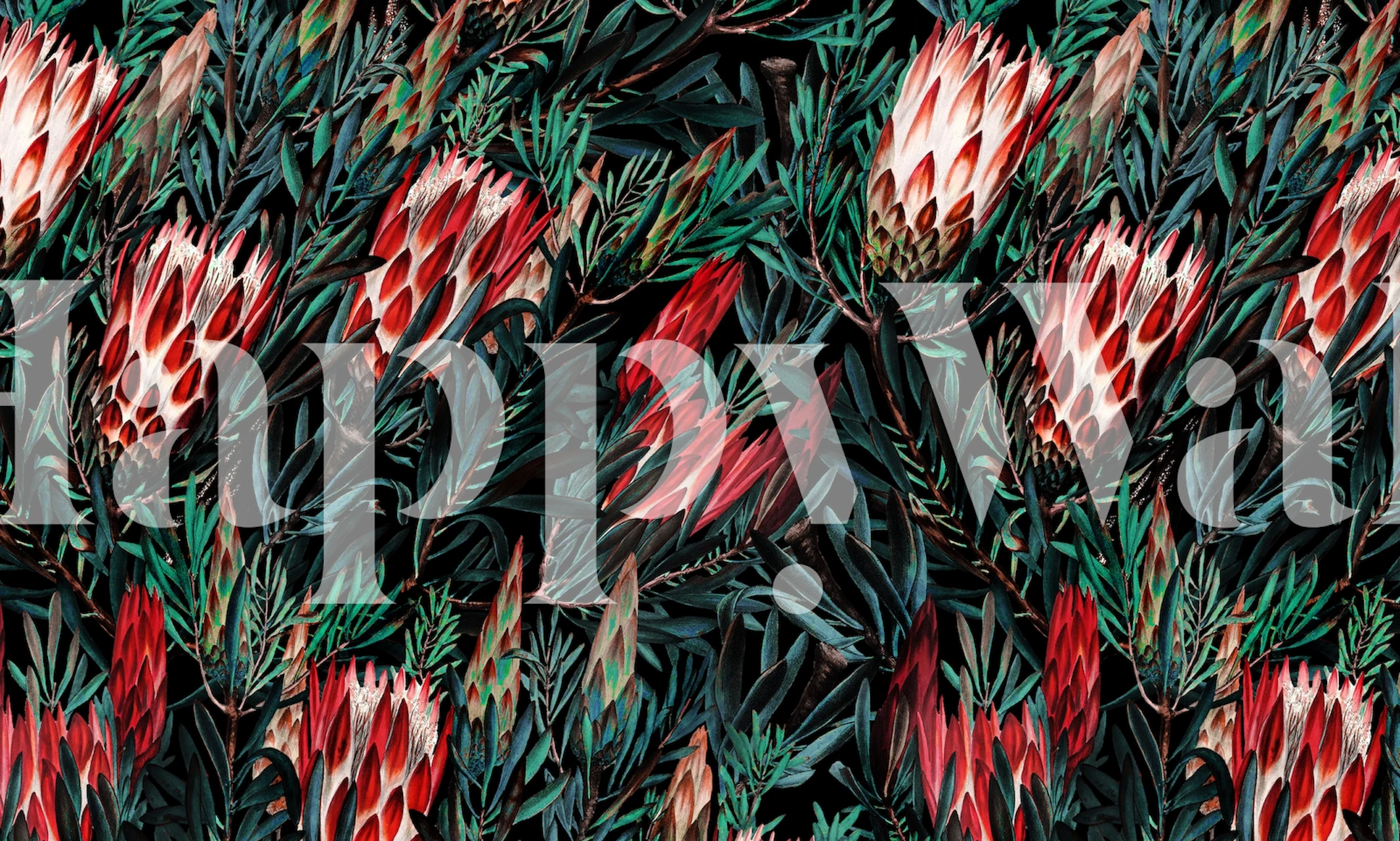 Protea flowers in red and pink hues against a dark foliage background wall mural