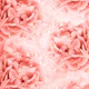 Living Coral Peonies Dream 1