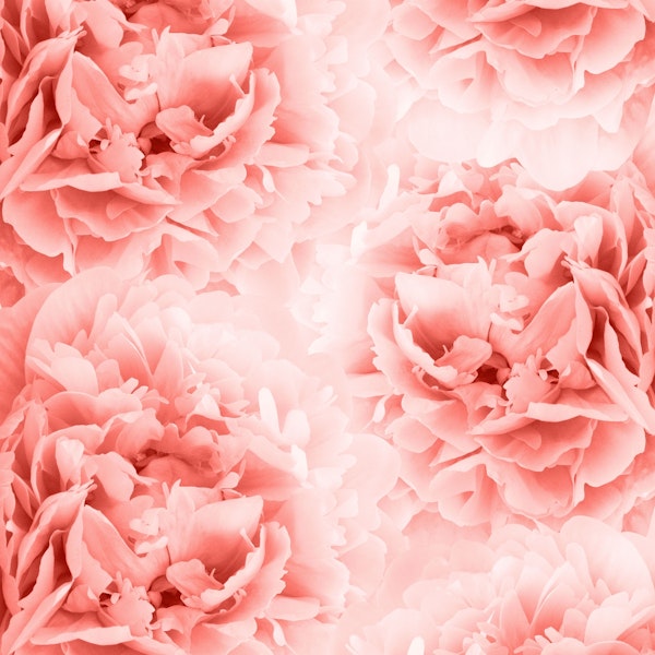 Living Coral Peonies Dream 1