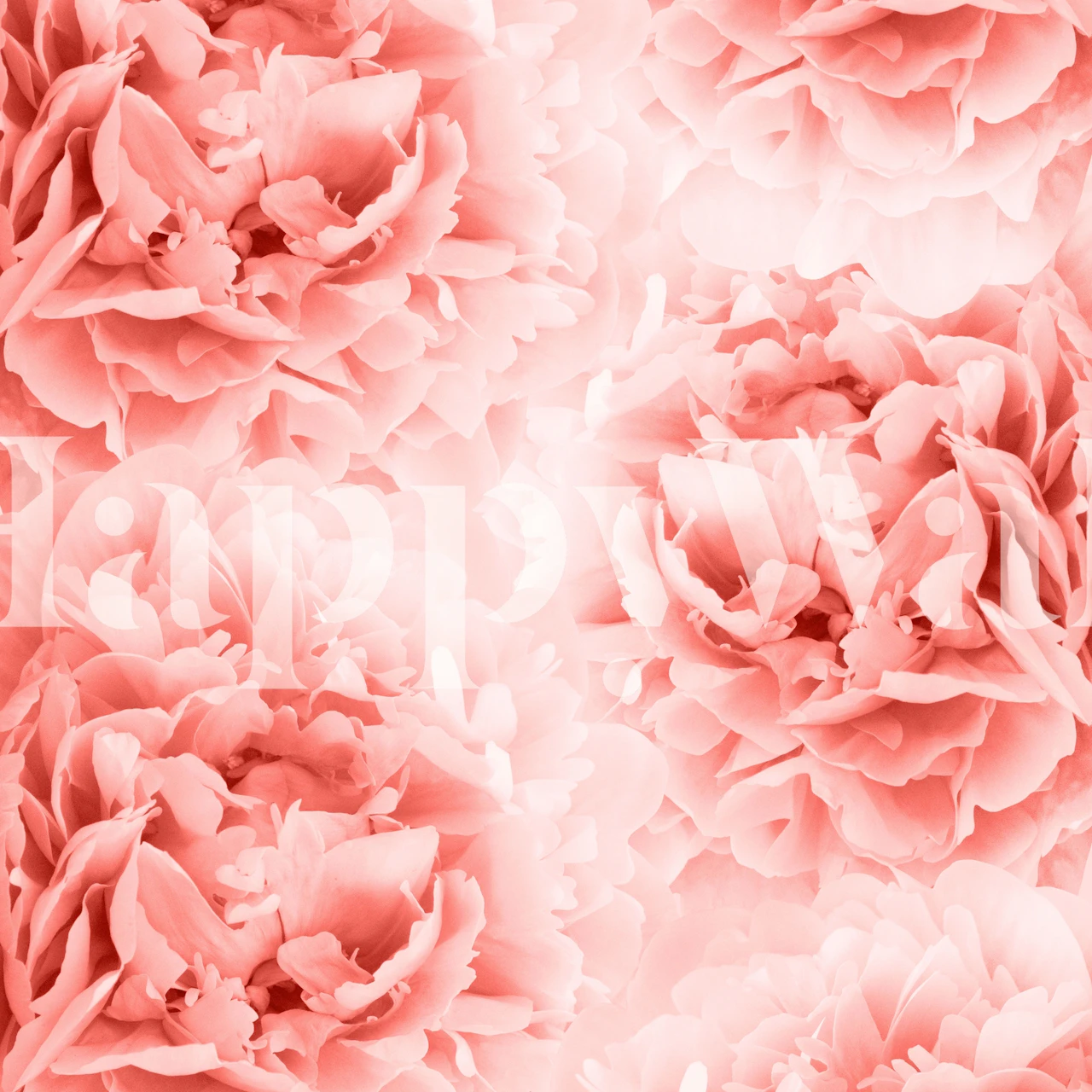 Living Coral Peonies tapet i et rum