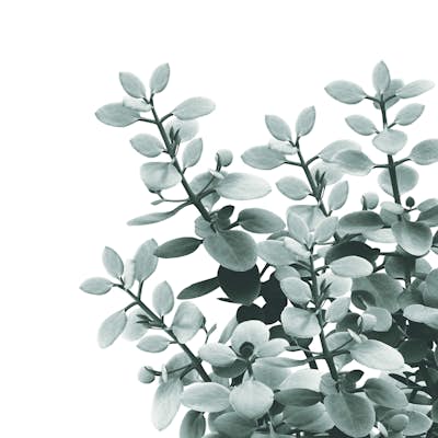 Τοιχογραφία