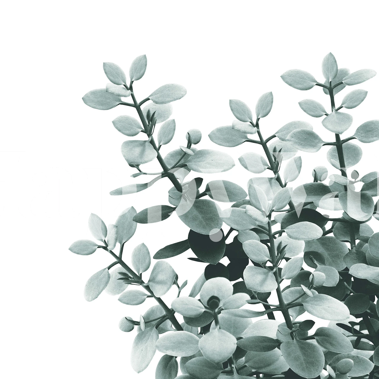 Eucalyptus Leaves Wall Mural with monochromatic leaves design