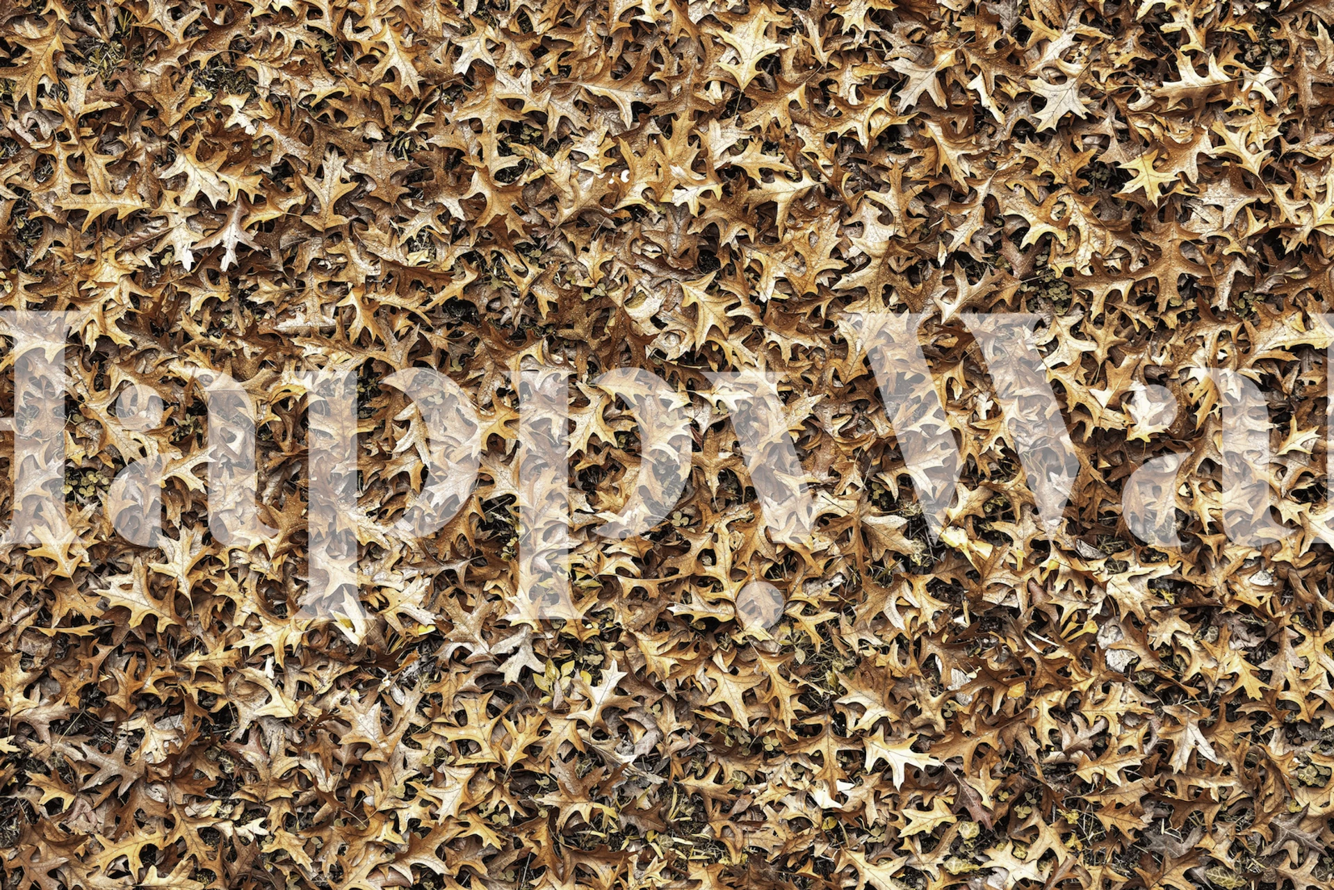 First Fall fotobehang met herfstbladerenpatroon voor een gezellig, seizoensgebonden tintje in je interieur