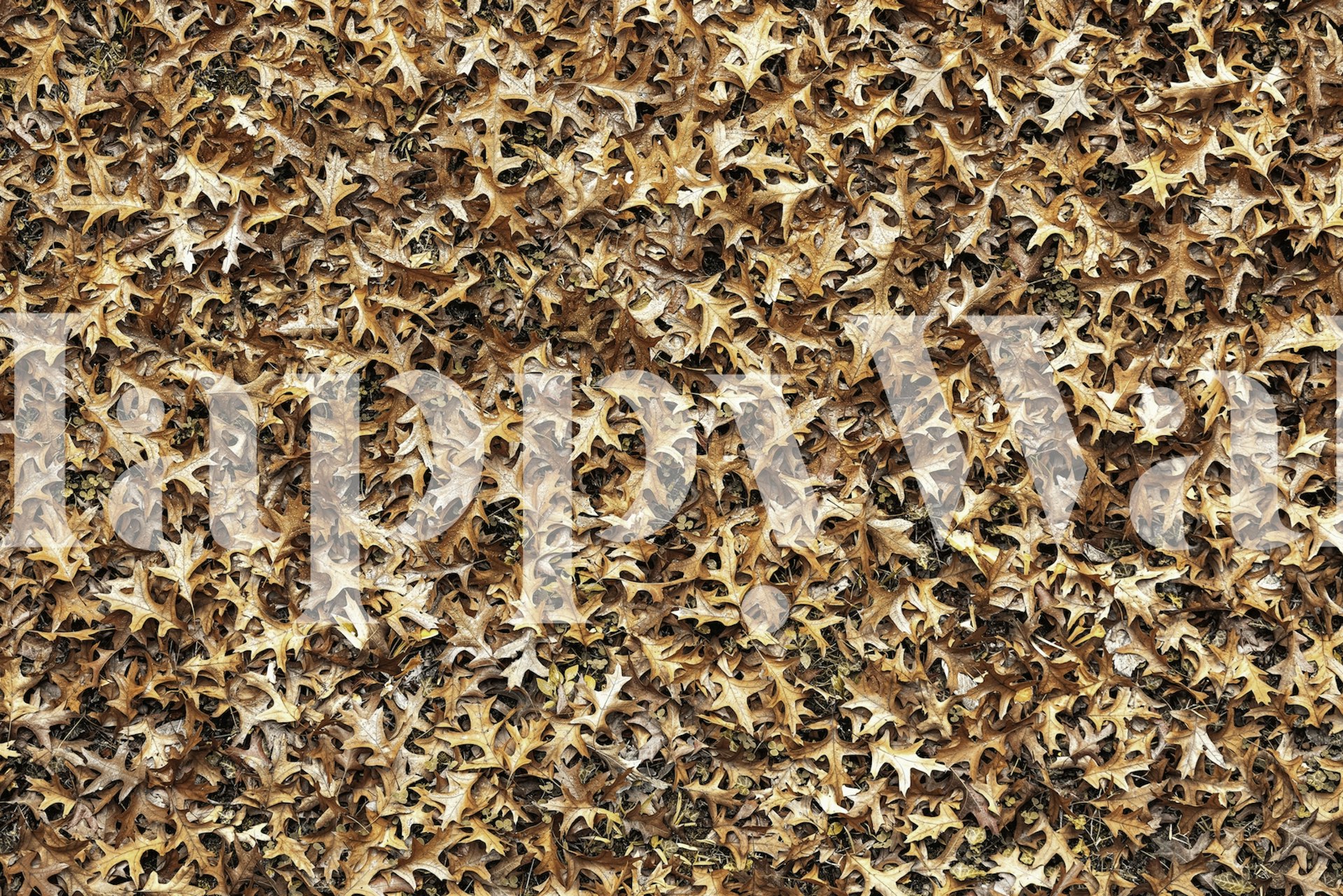 First Fall wall mural with autumn leaves pattern for a cozy, seasonal touch in home decor