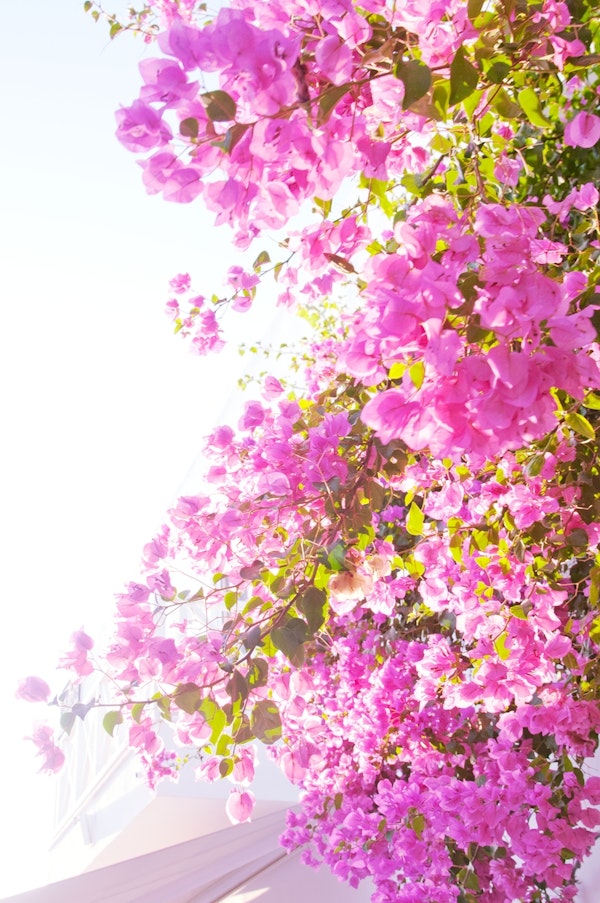 Santorini Pink Flower Dream 1