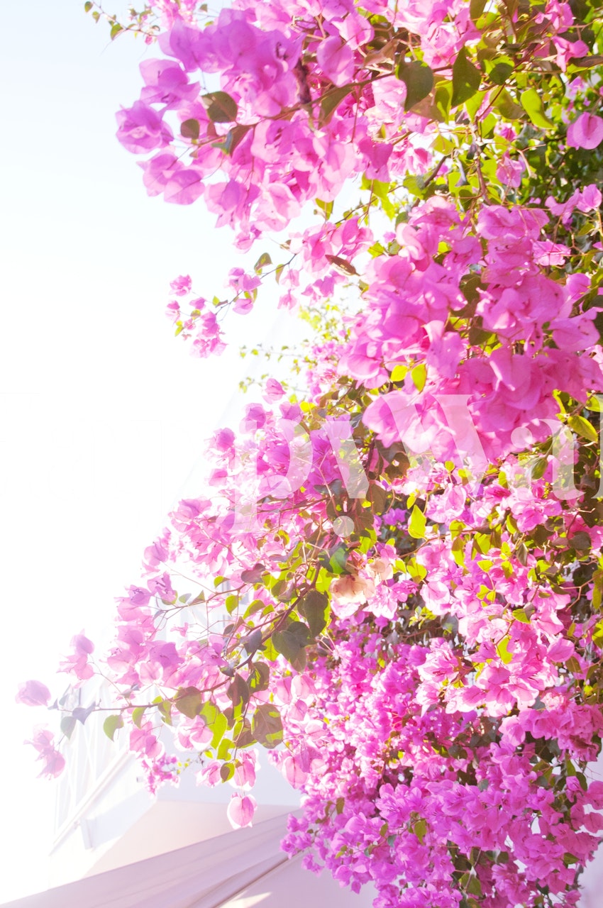 Pink flower wallpaper in a bright room