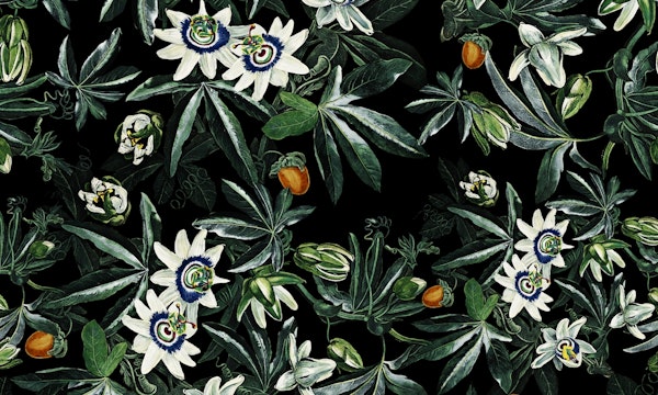 Exotic Garden - Night XI