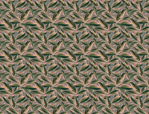 Calathea Leaves Pattern