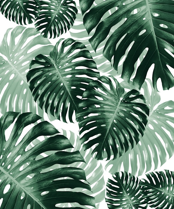 Tropical Monstera Jungle 1