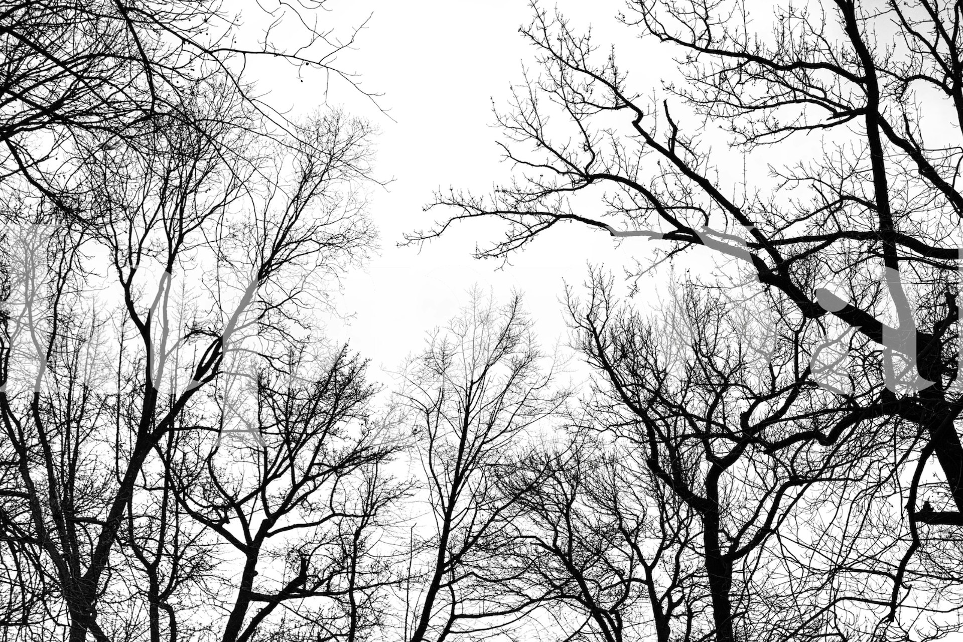 Black and white wallpaper featuring tree branches and twigs