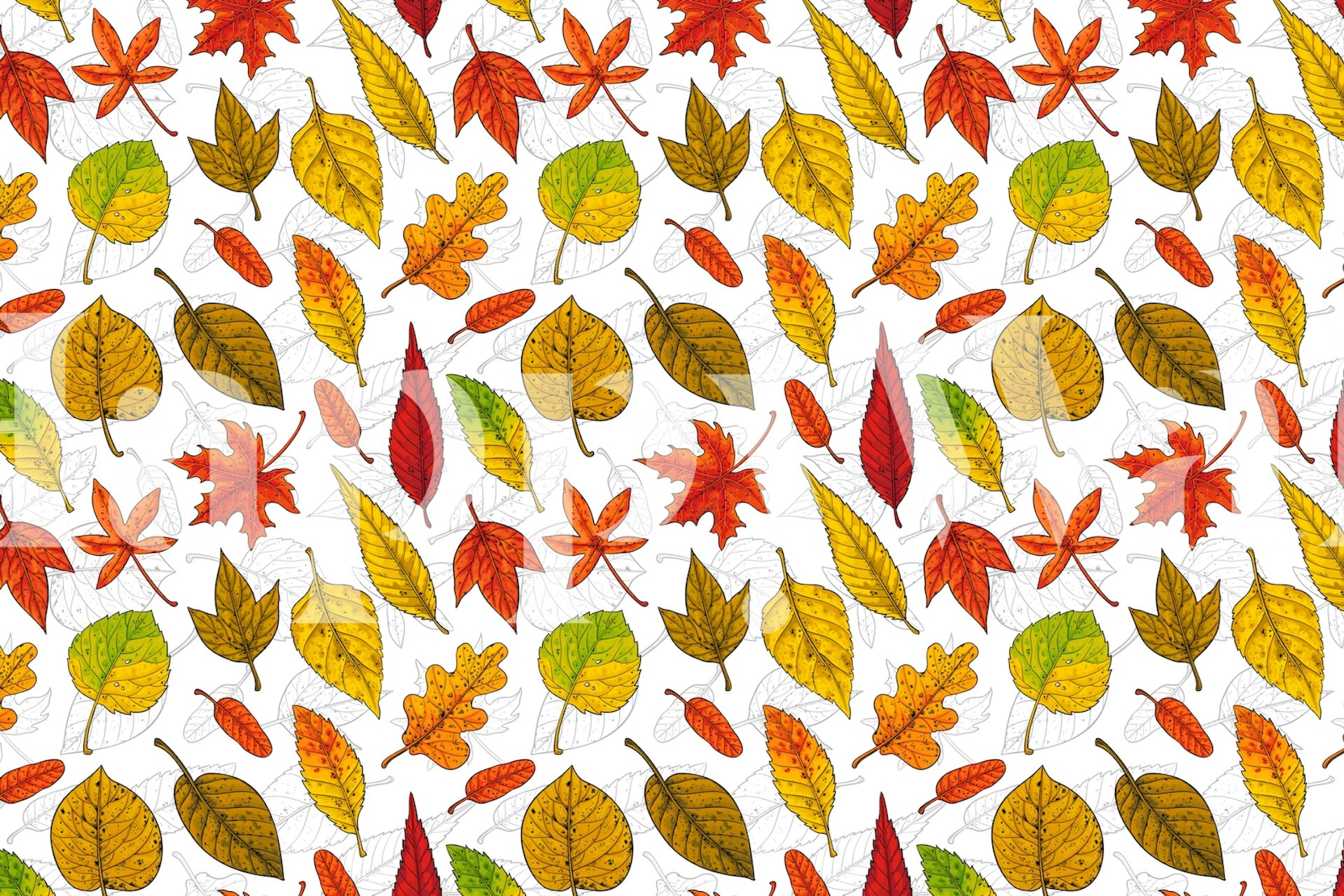 Colorful autumn leaves wall mural on a white background