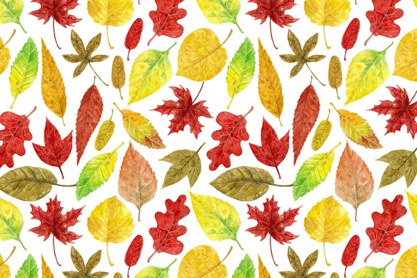 Autumn leaves watercolor white