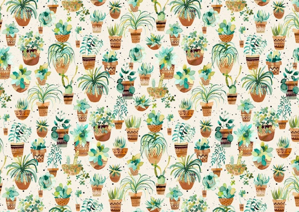 Succulent Home Plants Pots