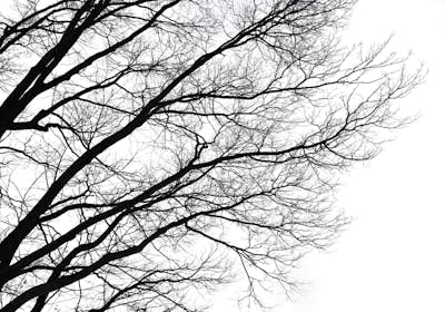 Τοιχογραφία