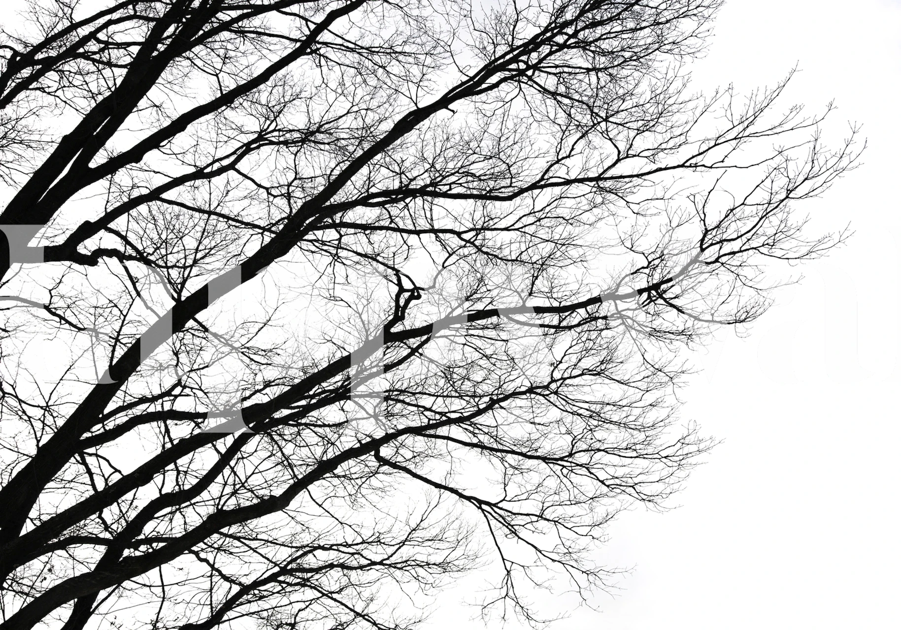 Tree branches silhouette wall mural in monochrome for a peaceful room ambiance.