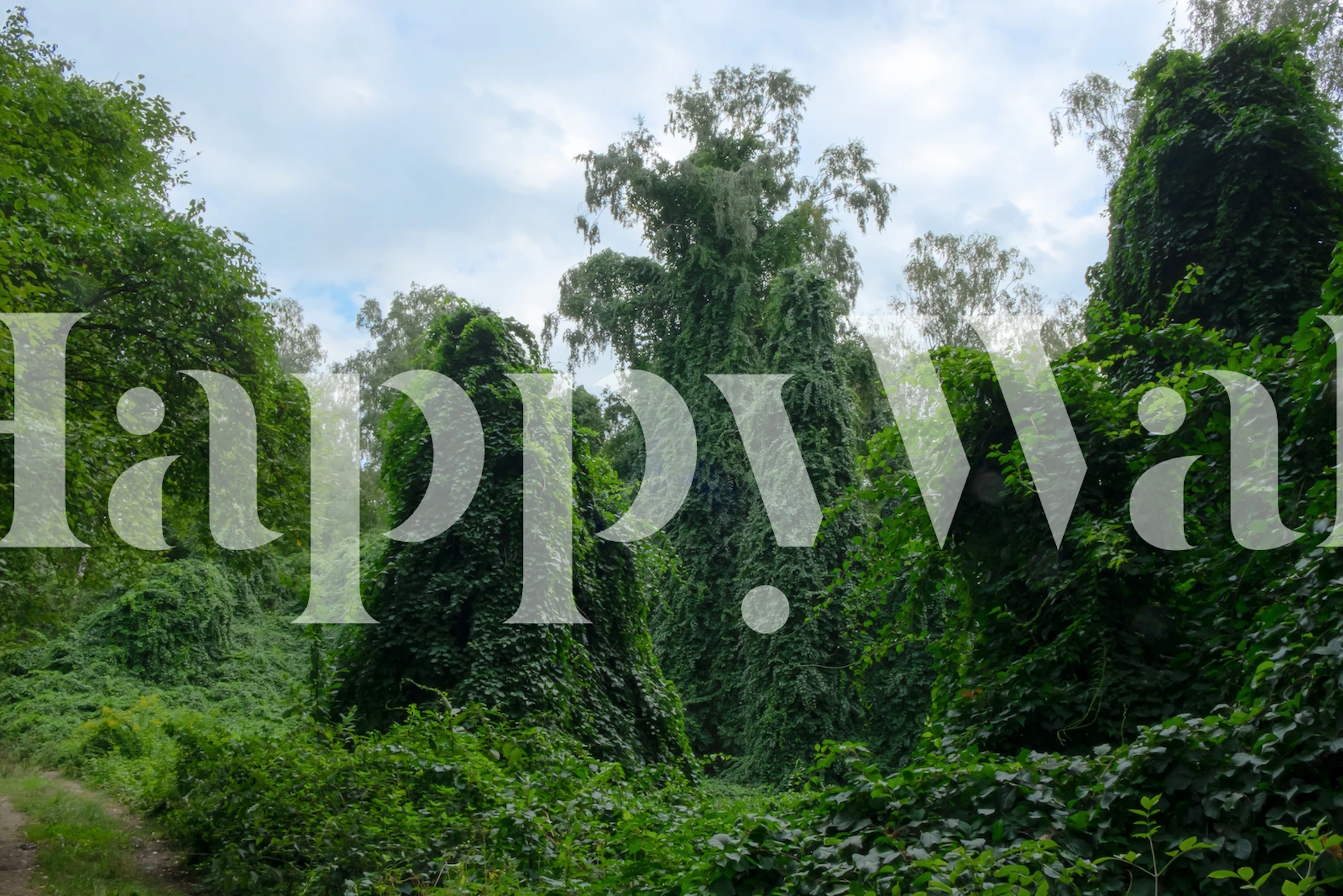 Wall mural of a dense, green virgin forest in Poland with lush foliage