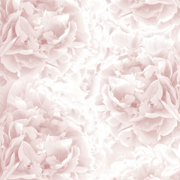 Blush Rose Peonies Dream 1