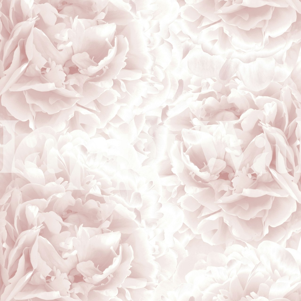 Elegant blush pink peonies wall mural