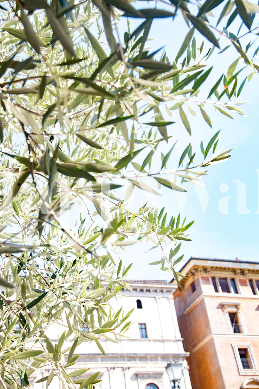 Olive leaves with a view of Roman architecture in the background