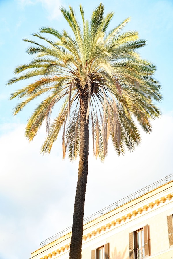 Bella Roma Palm in Rome 1