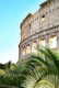 The Colosseum in Rome Palm 2