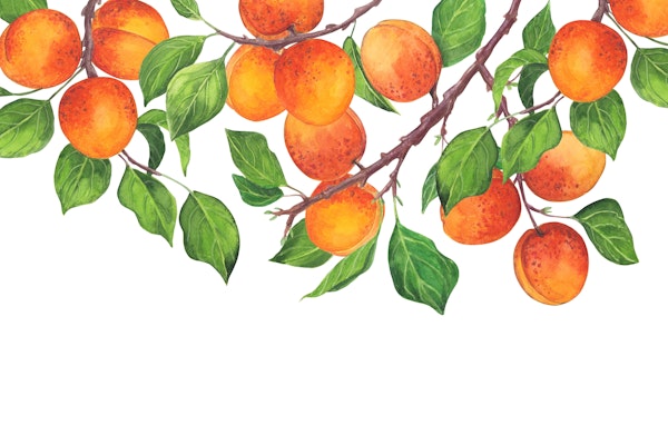 Apricot branches with fruit