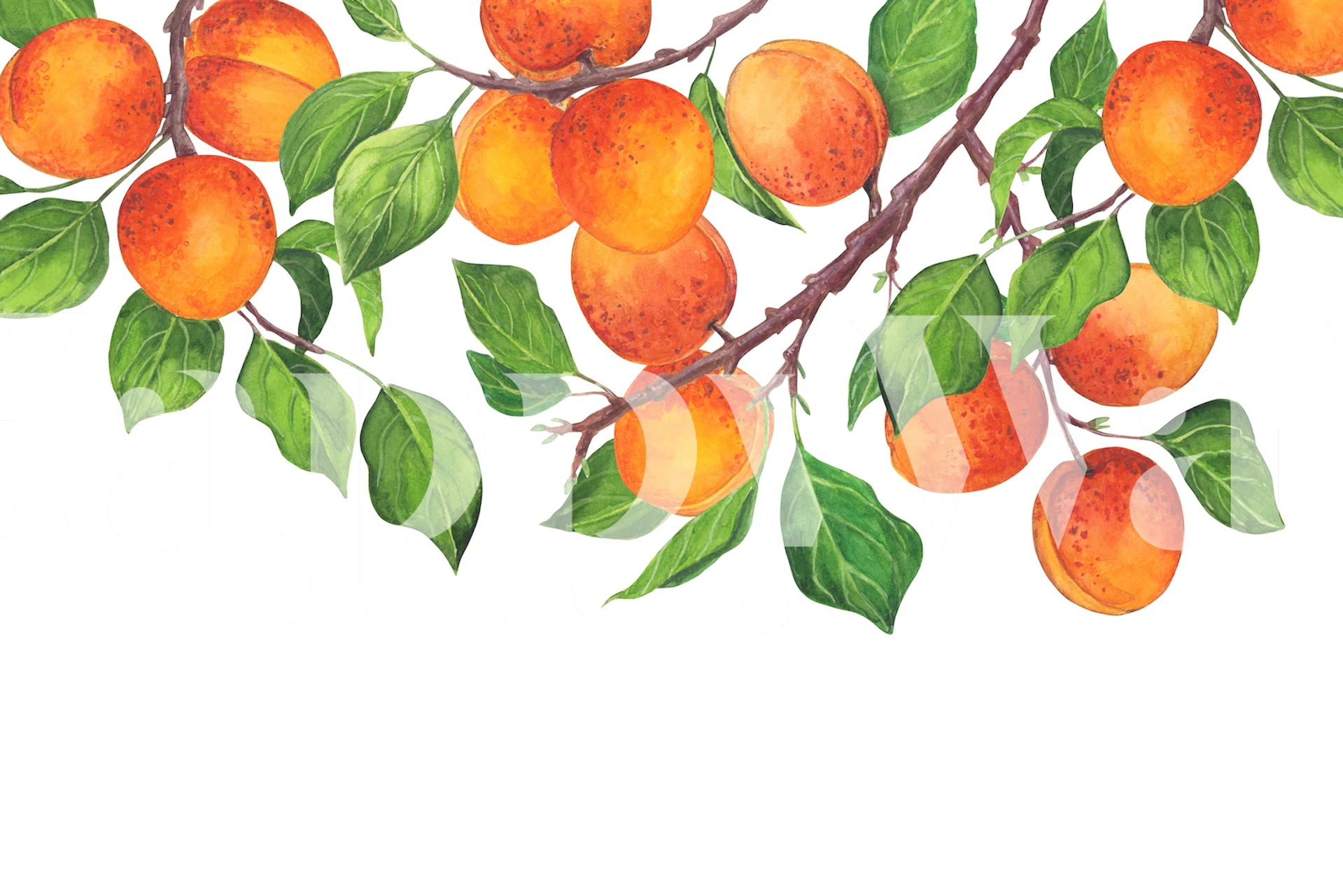 Wallpaper with apricot branches and fruit