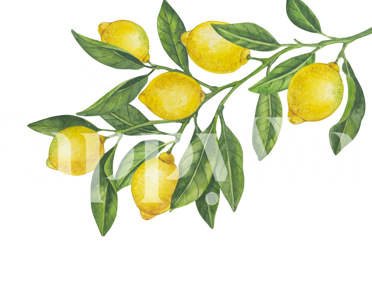 Lemon branches with yellow lemons and green leaves wallpaper