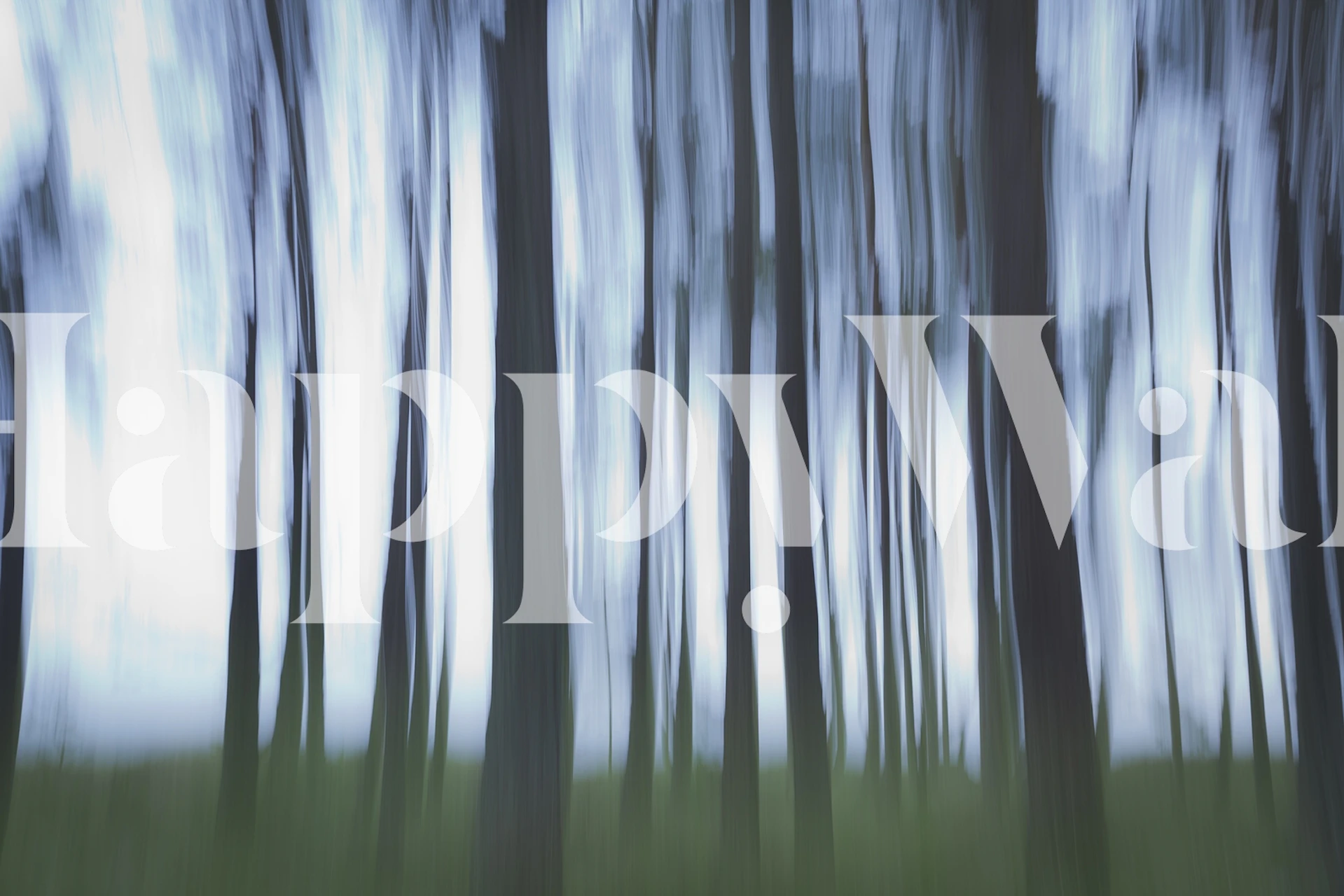 Mysterious Forest papier peint dans une pièce