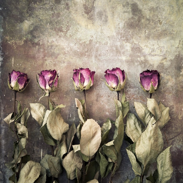 Five Dried Roses