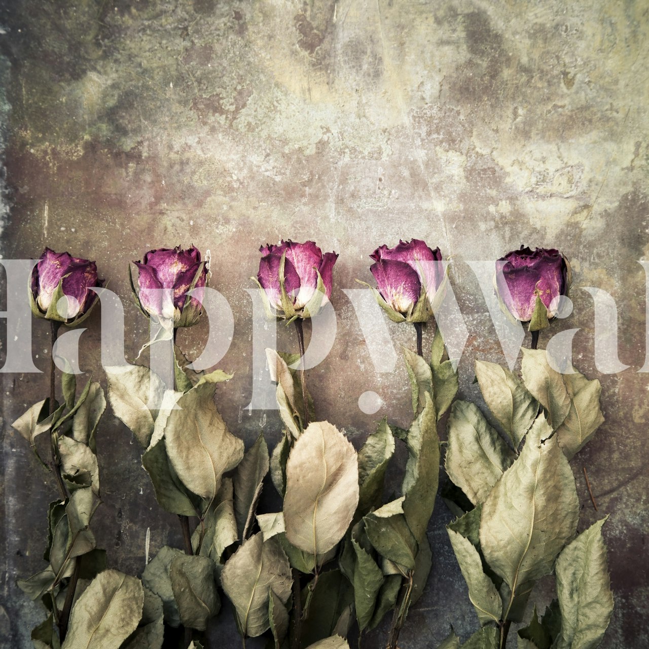 Five dried roses with purple petals and green leaves wallpaper