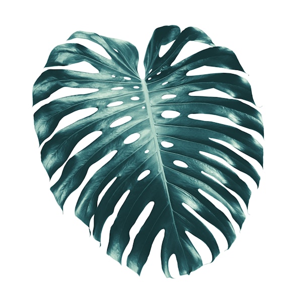 Tropical Monstera Leaf 1