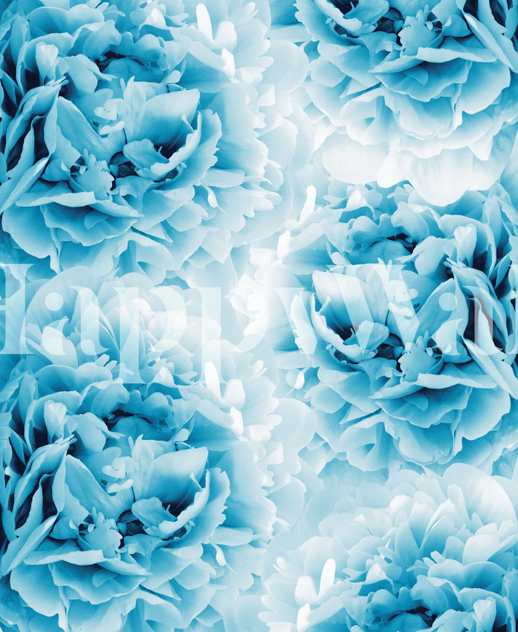 Elegant vægmaleri med blå pæoner for en rolig atmosfære i rummet