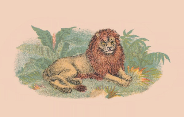 Vintage Illustration Lion Palm
