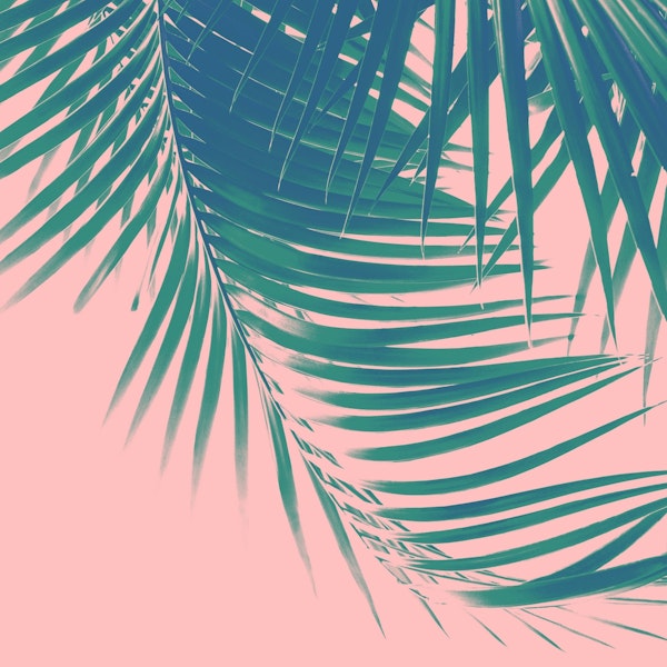 Palm Leaves Blush Vibes 2