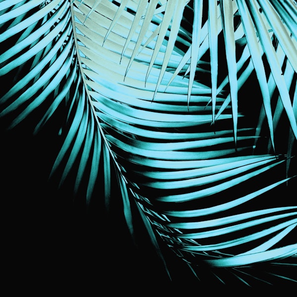 Palm Leaves Summer Night 1