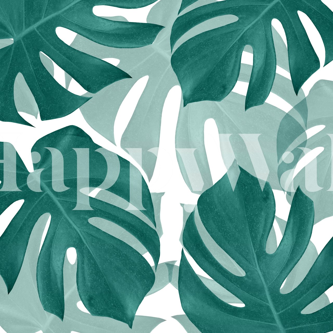 Monstera leaves in dark green and light green on white background wallpaper