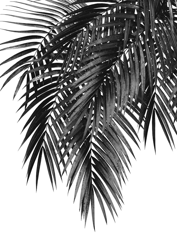 Palm Leaves BW Vibes 4