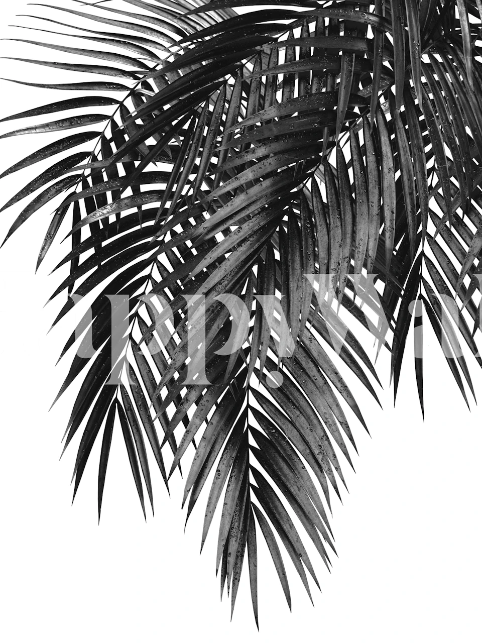 Zwart-witte palmbladeren muurschildering voor modern interieur
