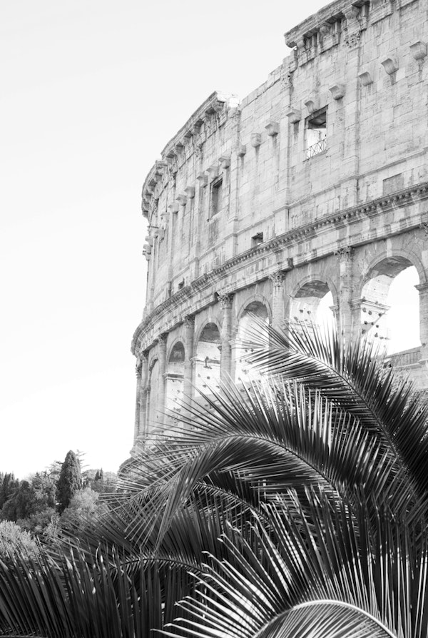 Colosseum in Rome Palm BW 1