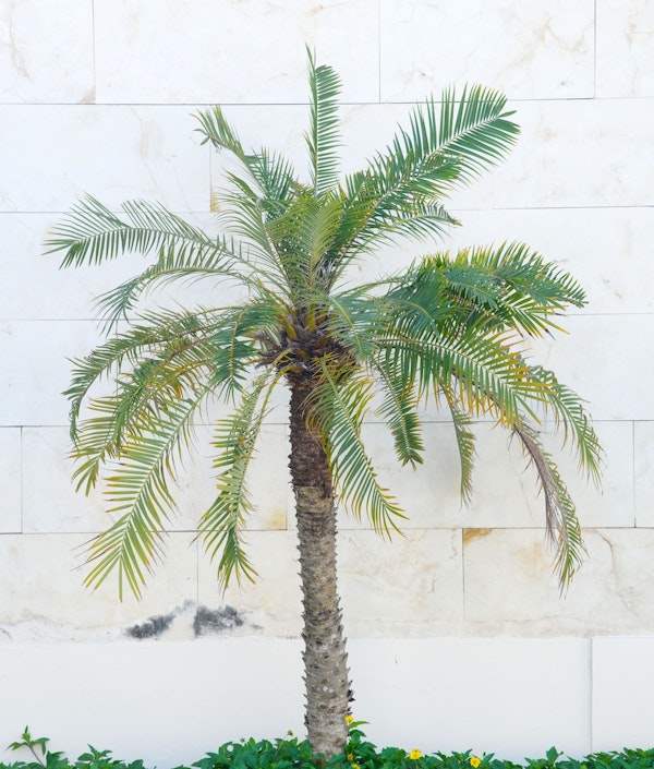 Moroccan Palm Vibes 1