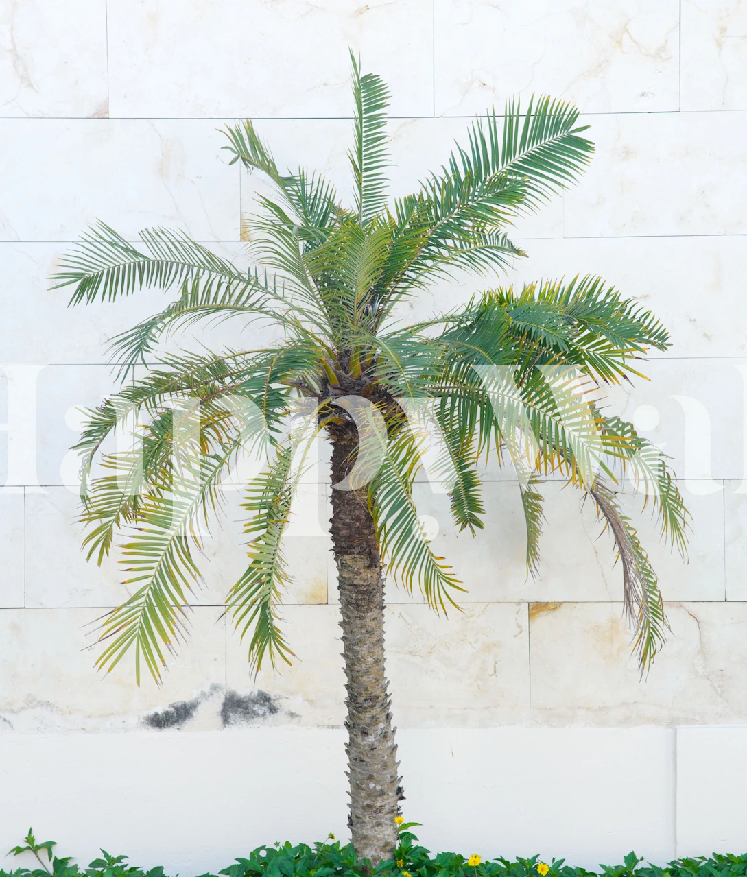 Moroccan Palm Vibes 1 wallpaper in a room setting