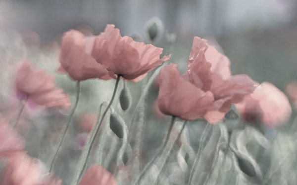 Soft poppies