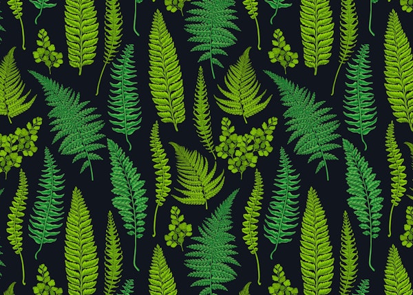 Fern in green and black
