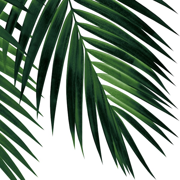 Tropical Green Palm Leaf 1