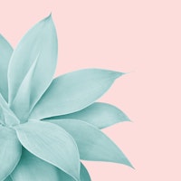 Agave Finesse 7 ταπετσαρία