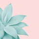 Agave Finesse 7