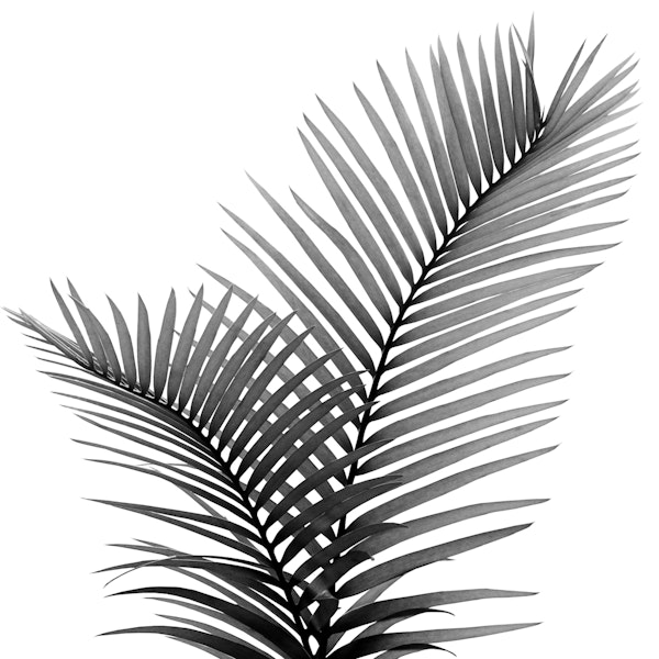 Intertwined Palm Leaves 1