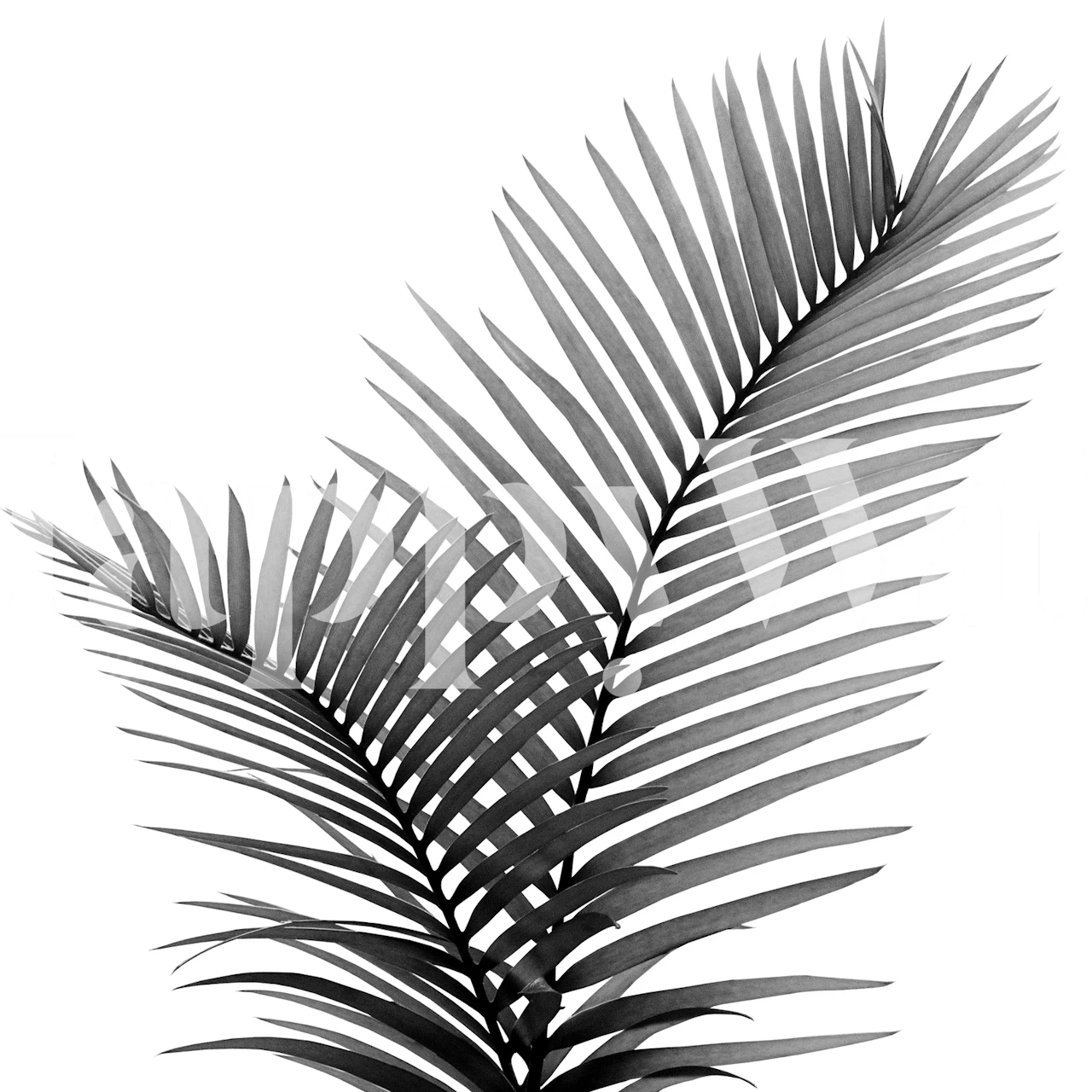 Monochrome intertwined palm leaves wall mural design