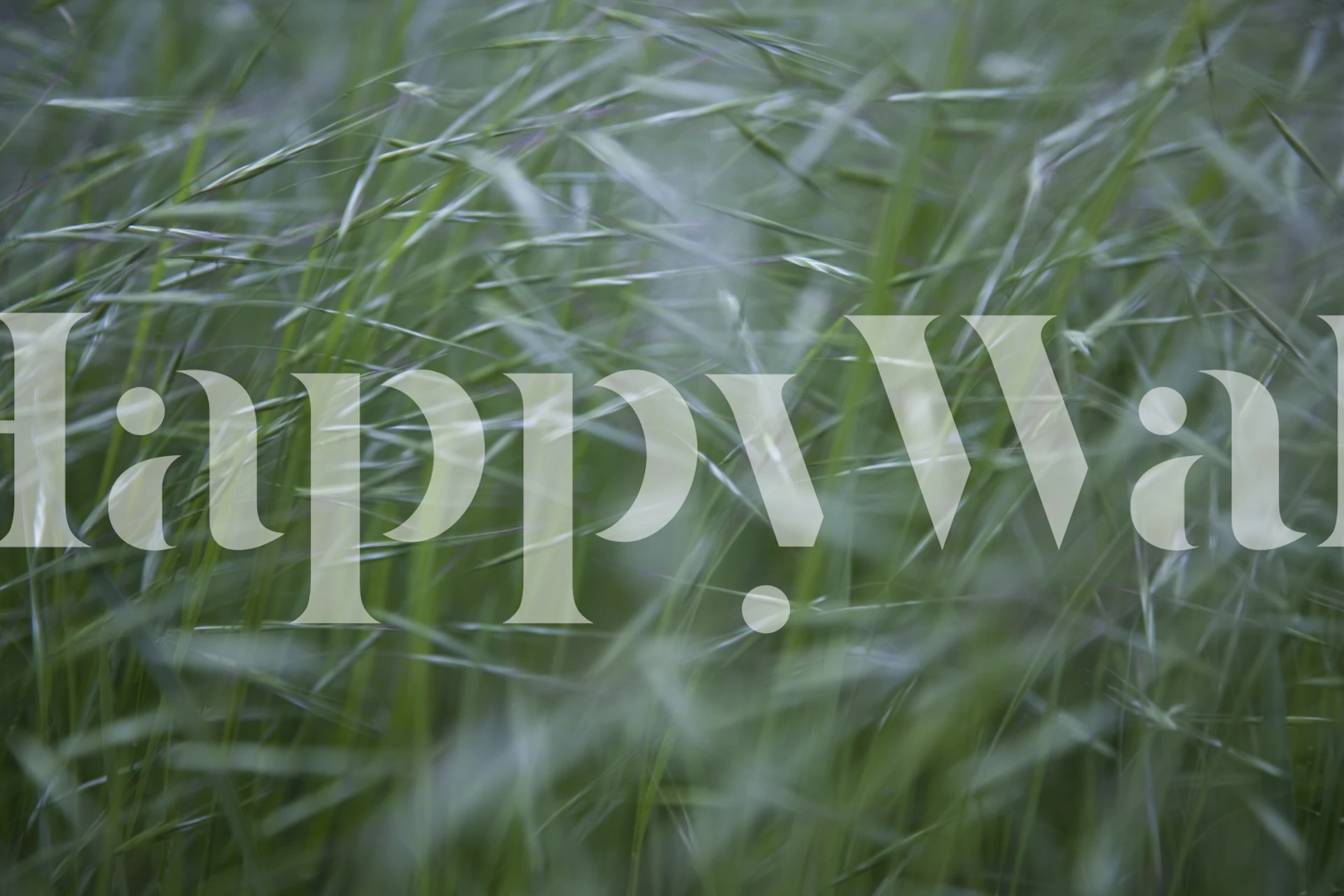 Blurry green grass wallpaper with soft focus effect